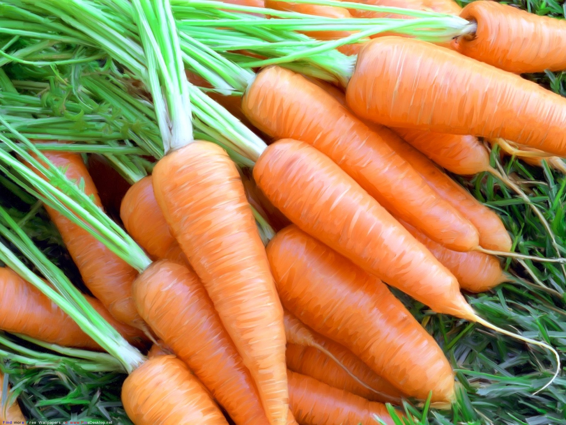 Любит ли морковь. Морковь ранняя Нантская. Морковь Купар. Семена морковь Каротель 10гр. Морковь оранжевый Мускат Гавриш.