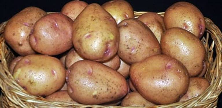 Картофель розарасеменой. Семенной картофель Винета. Сорт картошки Рассыпуха. Картофель Кристель.