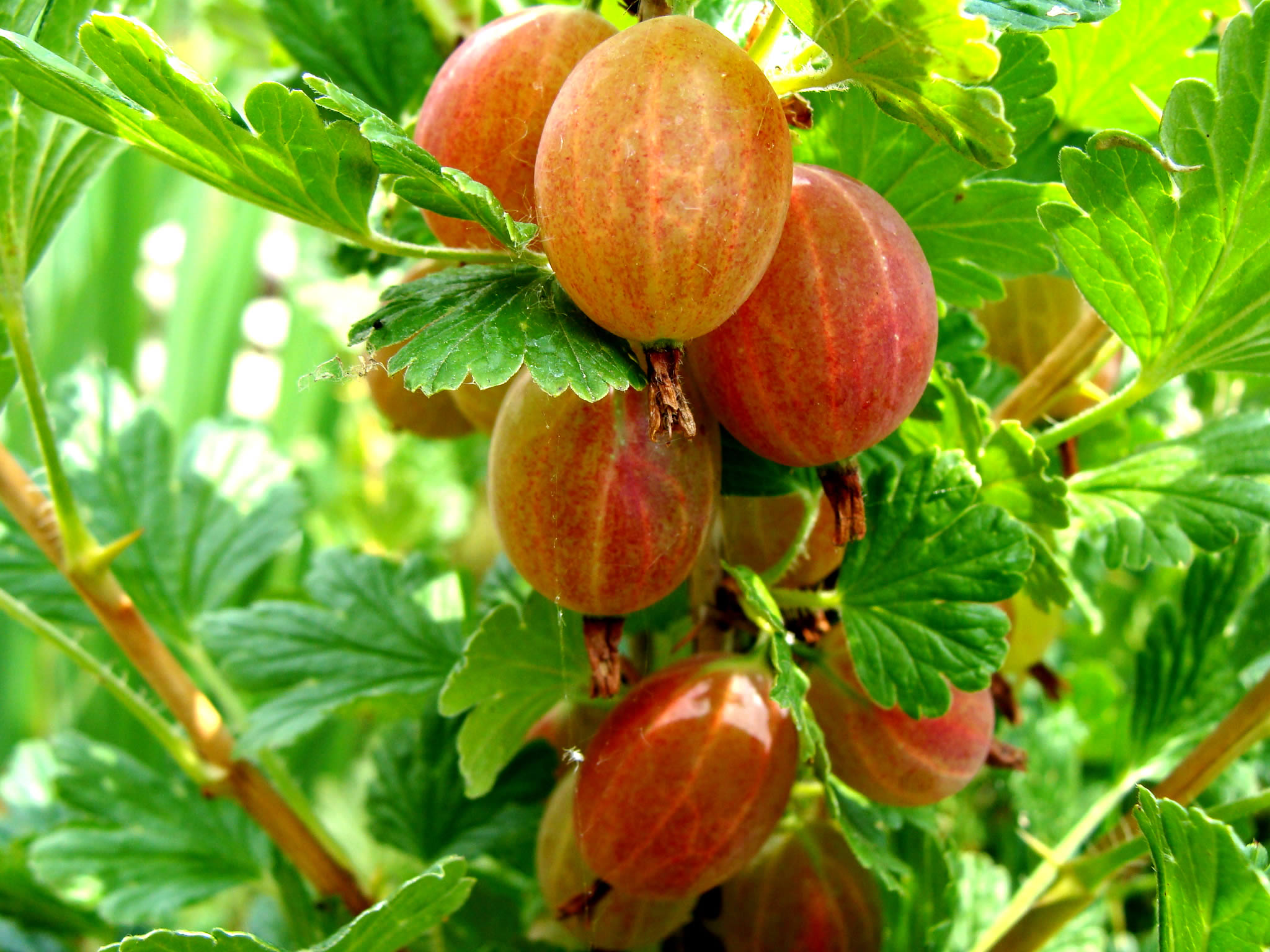 Процес розмноження винограду Аґрус уральського