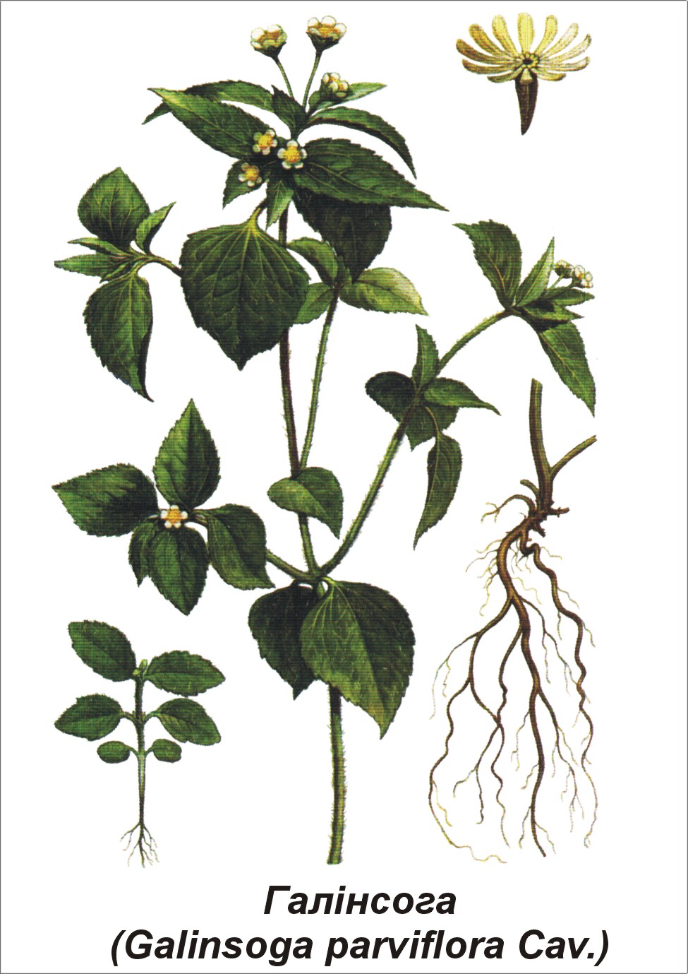 Рослина Галiнсога вiйчаста незбутниця дрібноквіткова. Будова, поширення,  біологічна класифікація | ІАС "Аграрії разом"