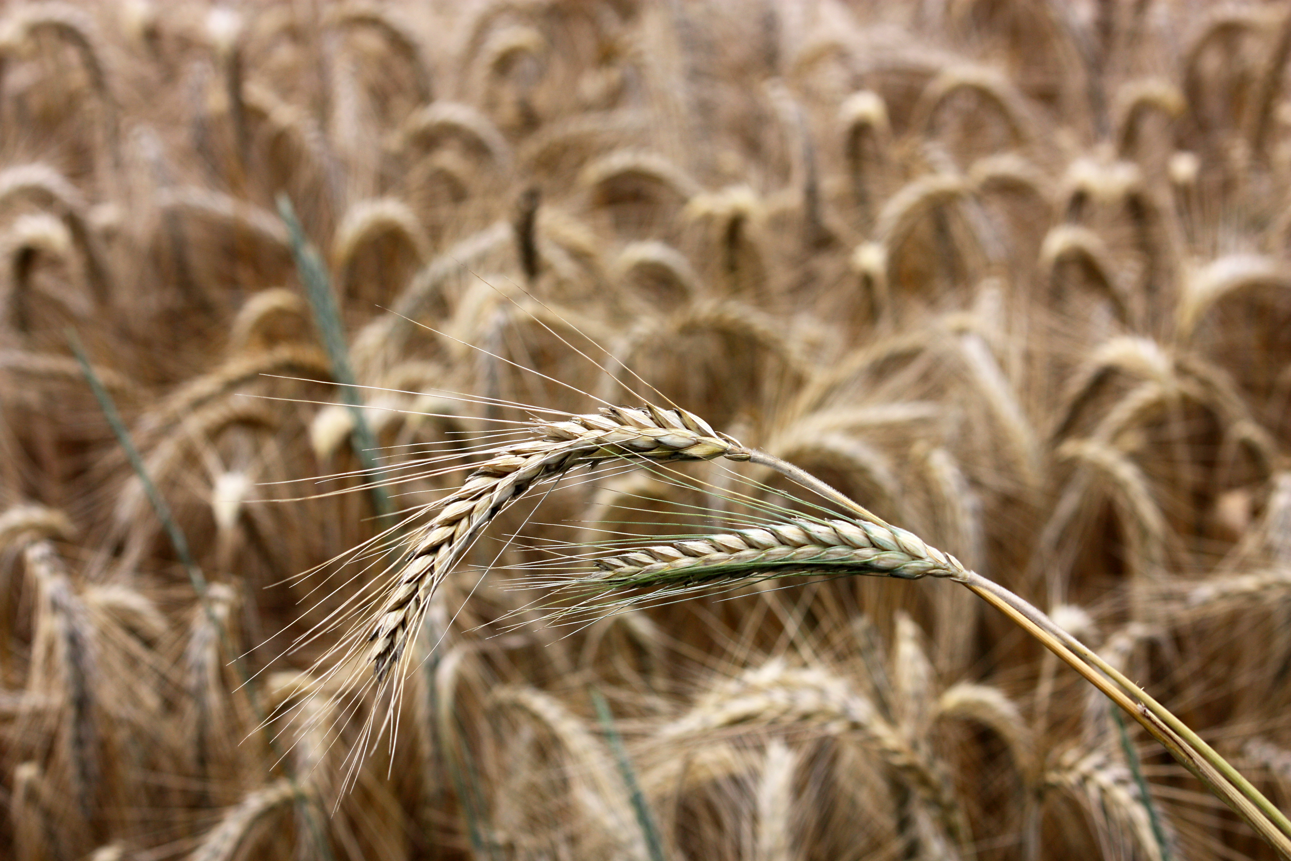 Работа жито. Secale cereale рожь посевная. Озимая рожь Колос. Озимая Вика рожь. Поле пшеницы.