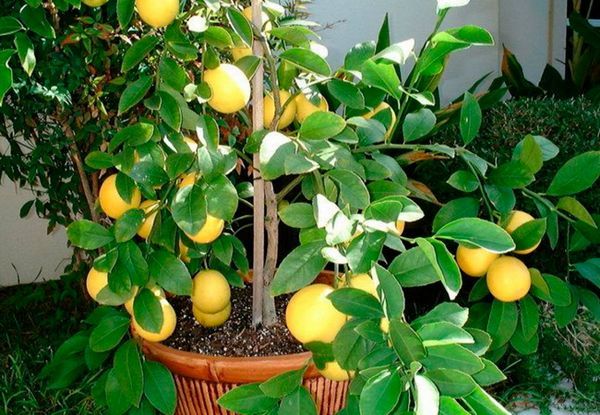 Скільки часу дозріває лимон у домашніх умовах?