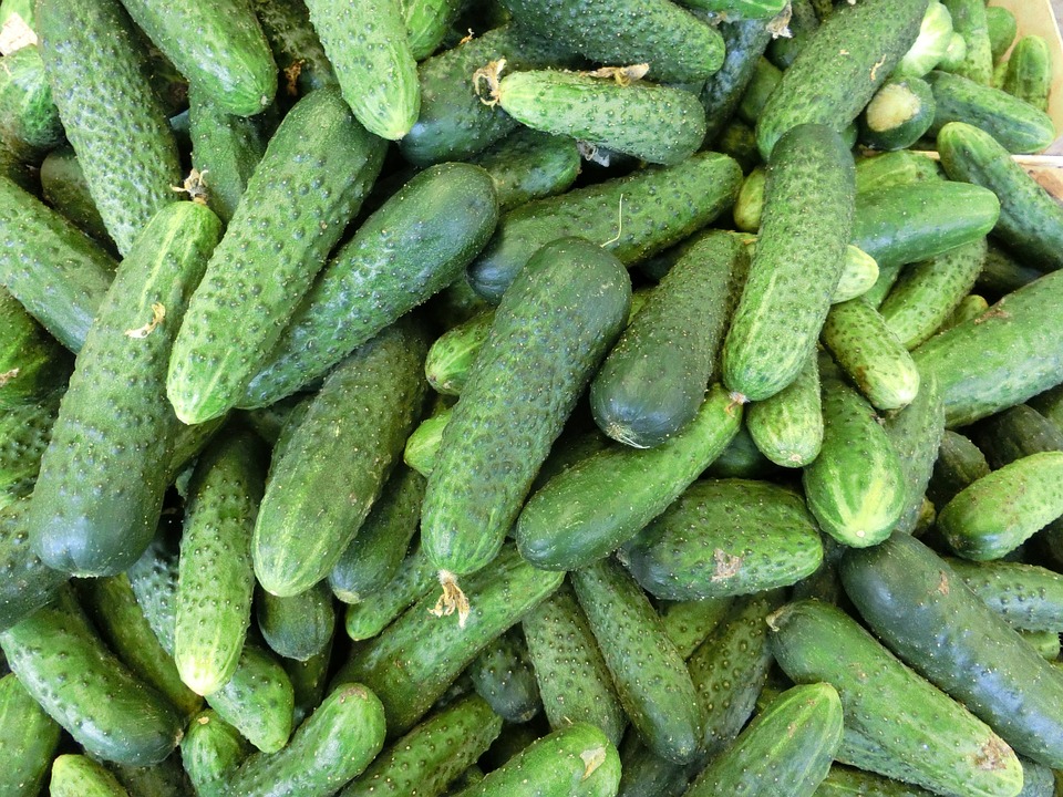 cucumbers-379886_960_720.jpg