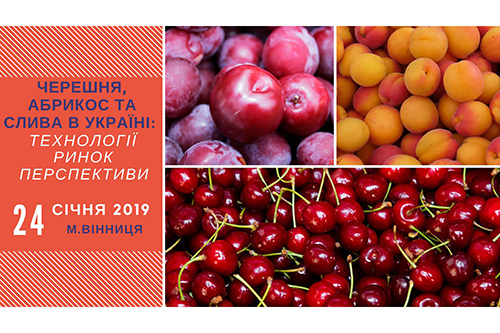 chereshnya-abrikos-sliva-vinnitsa-99072