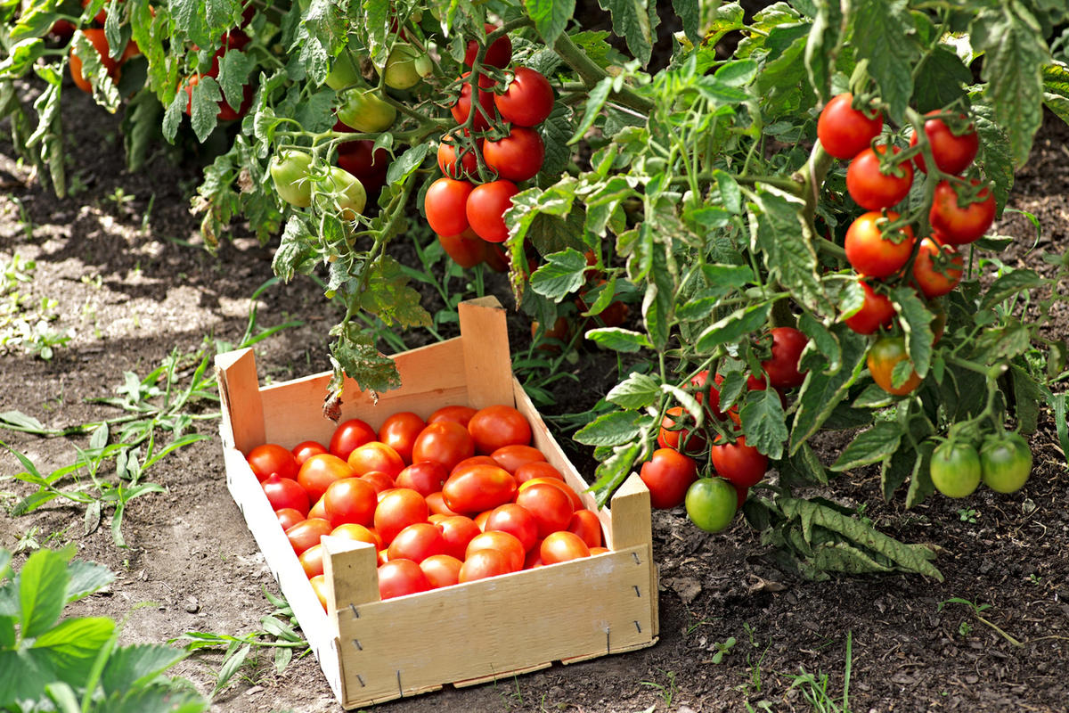 Як прибрати пасинки у помідорів