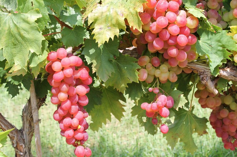 Як часто поливати виноград влітку