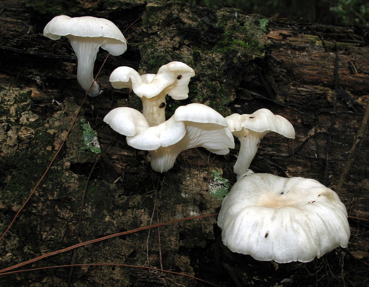 Гливи лісові: опис, особливості та способи збирання – інформація для грибників