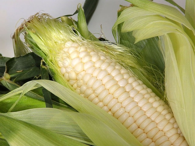 Рекомендації по годівлі кукурудзою
