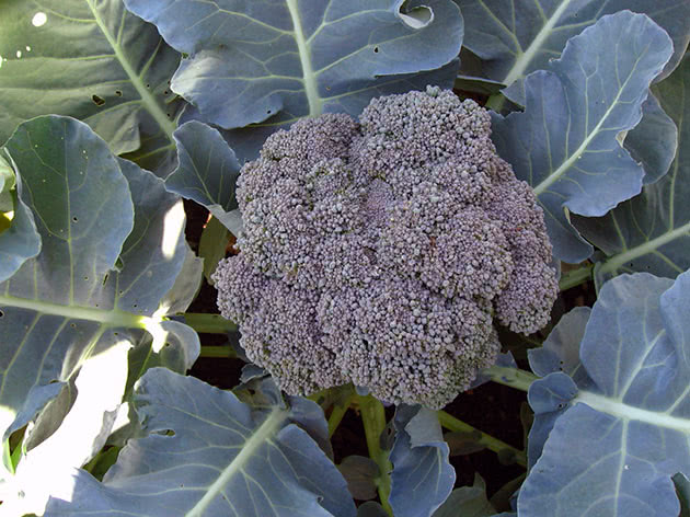 broccoli5b.jpg