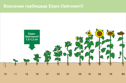 herbicid-dlya-podsolnechnika-eurolaitning-vnesenie-v2.jpg