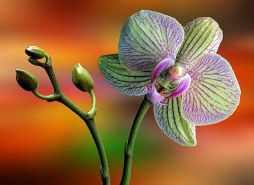 orhideia.jpg