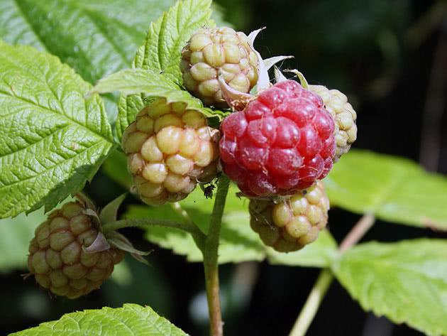 raspberries1_0.jpg