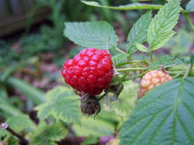 raspberries2a.jpg