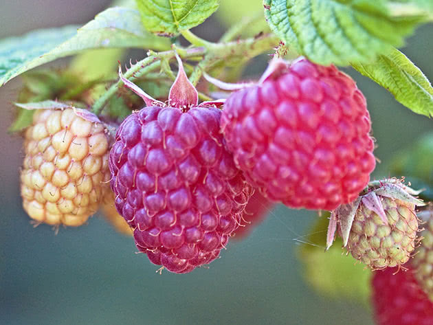 raspberries8a.jpg