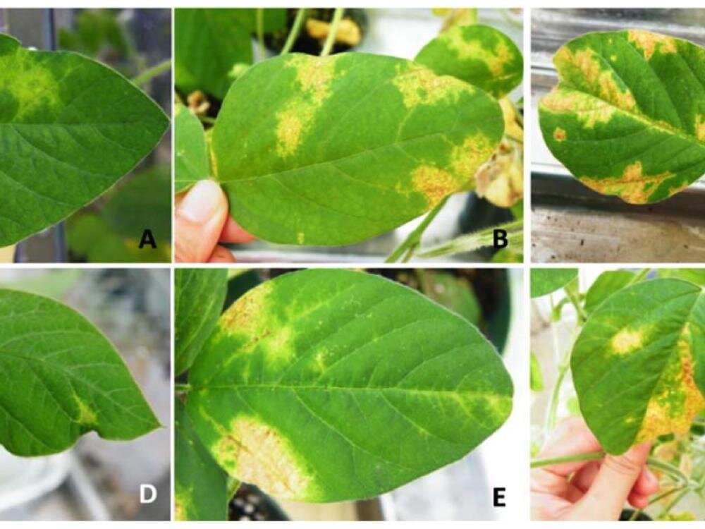soybean-virus-may-give-1.jpg