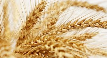 UKRAVIT презентувала двокомпонентний фунгіцид для зернових колосових культур Рис.1
