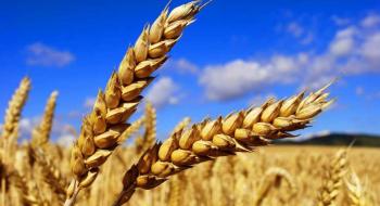 Американці визначили найпродуктивнішу сівозміну пшениці Рис.1