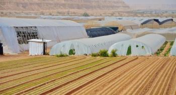Ізраїльські фермери освоїли вирощування овочів в умовах пустелі Рис.1