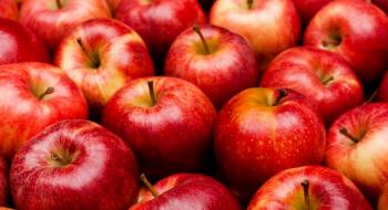 Ізраїльські вчені знайшли новий спосіб переробки яблук Рис.1