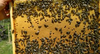 На Одещині створюють агропромисловий кластер із розвитку бджільництва Рис.1