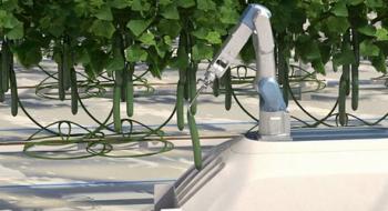 Робот зрізає огірки гарячим лезом: нова розробка для овочівників Рис.1