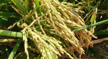Рисівництво під загрозою: Одещина ризикує втратити кілійський рис Рис.1