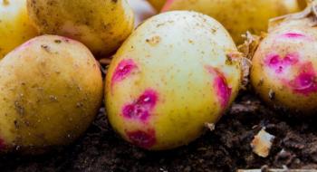 Вчені розкрили секрет кольору картопляної шкірки Рис.1