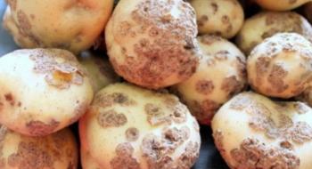 До України намагались провезти 20 тонн зараженої картоплі з Нідерландів Рис.1