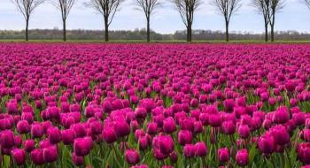 На півдні України стрімко розростаються плантації тюльпанів Рис.1