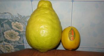 На Волині фермер в підземній теплиці вирощує величезні лимони Рис.1