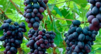 На Закарпатті заклали перший біодинамічний виноградник Рис.1