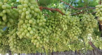 Українські фермери різко прискорили темпи закладки виноградників Рис.1