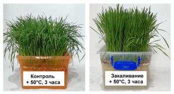 Вчені: Пшениця вміє адаптуватися до теплового стресу Рис.1