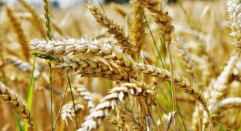 2019 року збільшиться валове виробництво пшениці, проса, гороху та ріпаку – Лупенко Рис.1