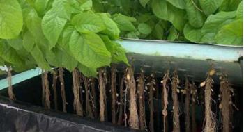 Аеропонічна картопля в Індії - вчені обіцяють проекту великі перспективи Рис.1