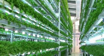 Американська компанія вирощує зелень на 6-метрових вертикальних фермах Рис.1