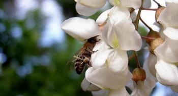 Через дощі бджолярі можуть недобрати 40% весняного меду Рис.1
