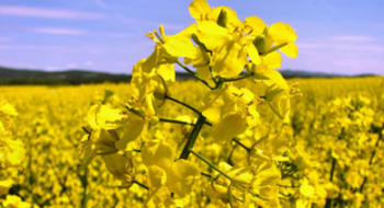 Цвітіння ріпаку в Україні: аграрії вже оголосили війну шкідникам Рис.1