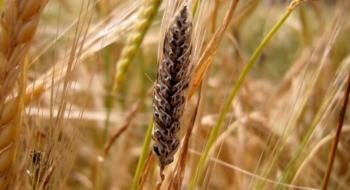 Новий стандарт розширює методики визначення пшениці на наявність спор сажки — експерт Рис.1