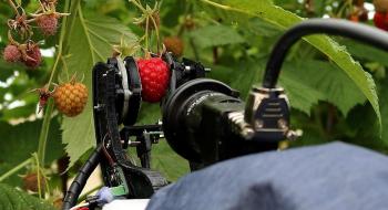 Робот-збиральник малини та ожини буде працювати на європейських фермах Рис.1
