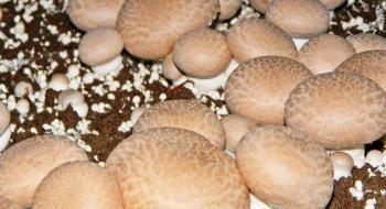 В Умані запустили виробництво грибного субстрату Рис.1