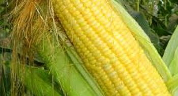 Австралійські вчені вивели високоврожайну кукурудзу, стійку до кліматичних змін Рис.1