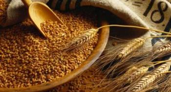 Фермери очікують кращий урожай пшениці, ніж торік Рис.1