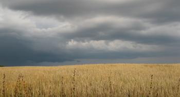 На Херсонщині зливи знищують пшеницю Рис.1