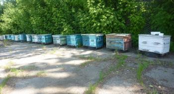 На Херсонщині з'явилися сторожові бджоли Рис.1