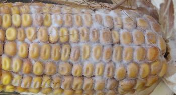 На Київщині затримали вантаж кукурудзи для попкорну, зараженої карантинним захворюванням Рис.1