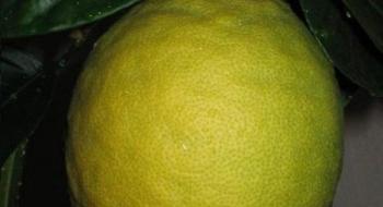 Одесит вирощує лимони вагою більше 1 кг Рис.1