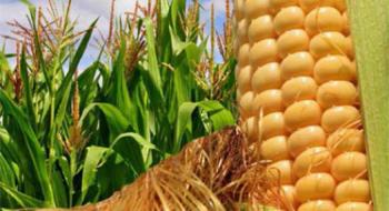 Огляд цін на 6 червня — ціна кукурудзи пішла вгору Рис.1