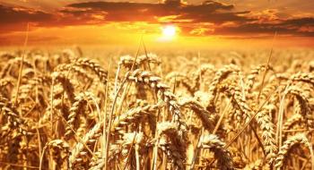 Посухостійка пшениця з контролем транспірації спроектована на випадок глобального потепління Рис.1