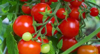 В Україні можуть збільшити квоти безмитної торгівлі на необроблені томати Рис.1